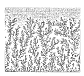 fractal growth ng=0.15