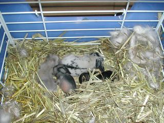 rabbit babies (11/21)